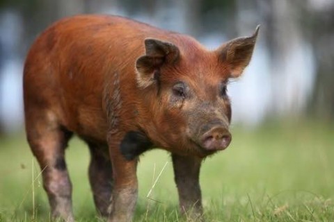 BRIGA DE VIZINHOS TERMINA COM SUÍNO DE R$ 20 MIL MORTO A TIRO EM BRAÇO DO NORTE -SC