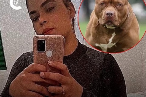 Mulher de 25 anos morre após ataque de cachorro em residência de Campinas
